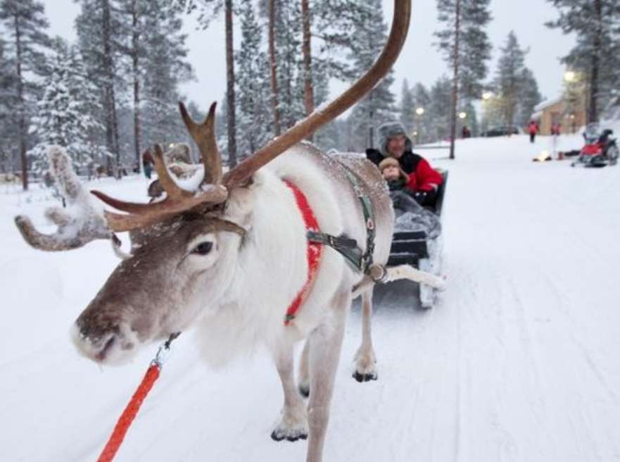 Imagine meeting Father Christmas’ reindeer in magical Lapland?