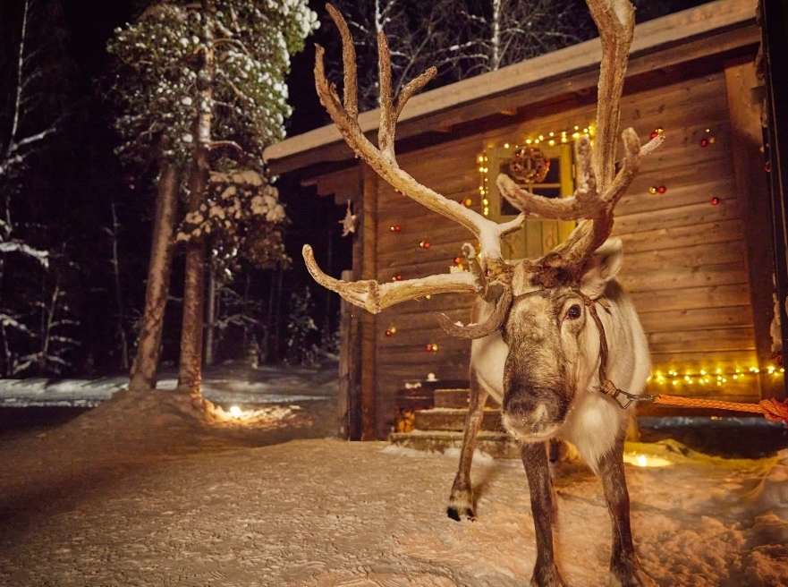 Father Christmas reindeer are waiting to meeting your family in magical Lapland.