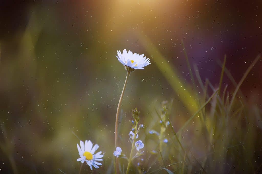 Why You Should Make Daisy Chains With Your Child - by the International Elf Service