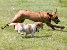 Dear Dog Owners… Dear Dog Owners…