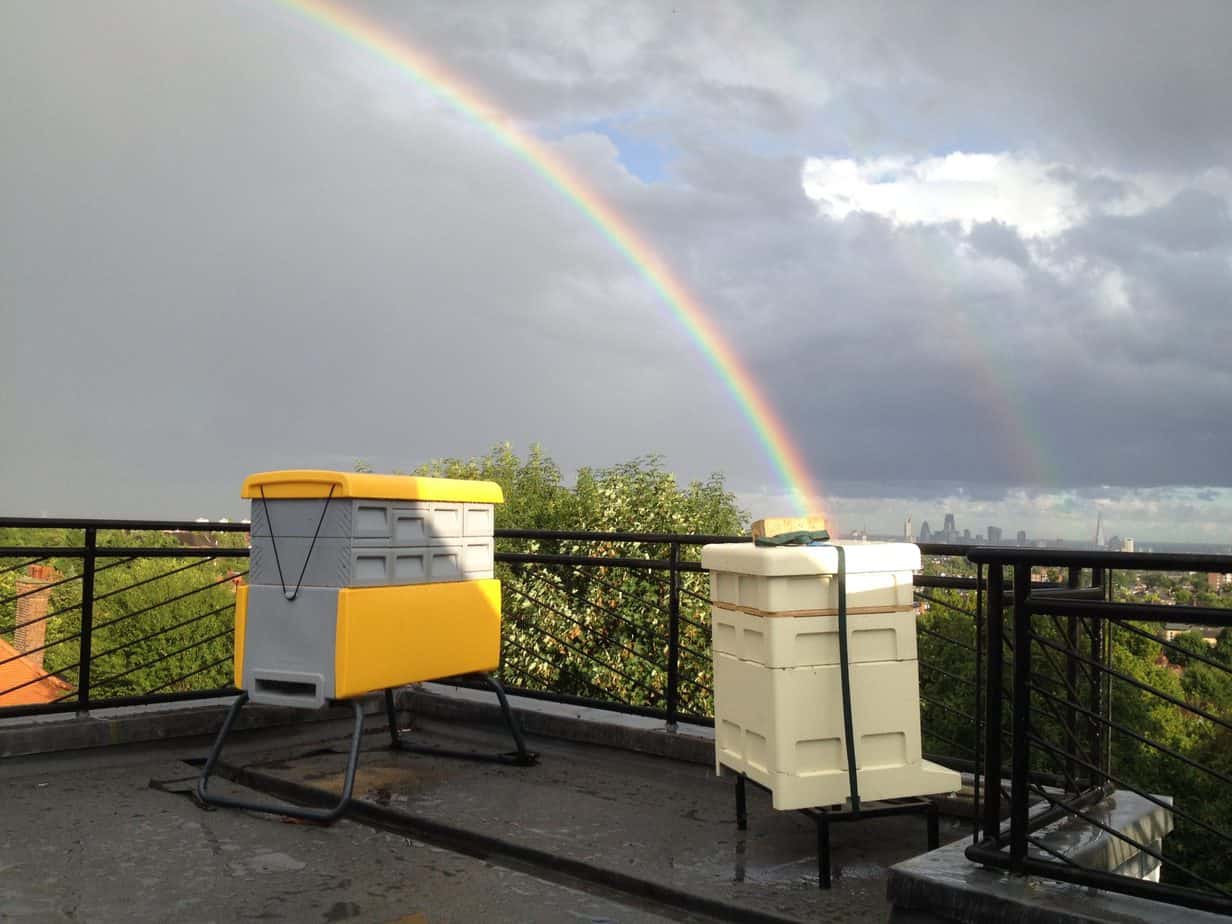 We Have 300,000 Honey Bees On Our Roof!