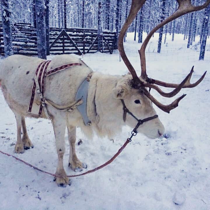 One of Father Christmas' reindeer up in Lapland the North Pole!