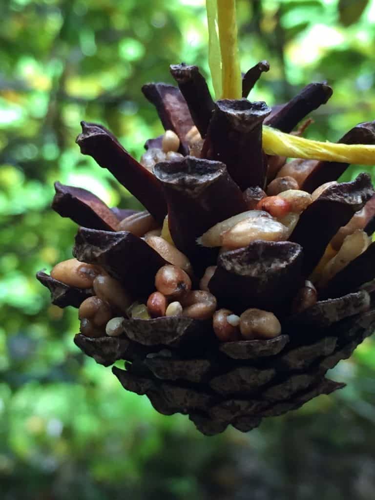 Homemade Pine Cone Bird Feeder