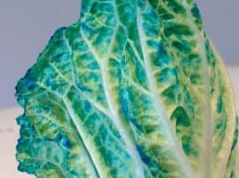 Science And Blue Salad! Science And Blue Salad!