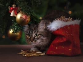 How To Pet Proof Your Christmas Tree! How To Pet Proof Your Christmas Tree!