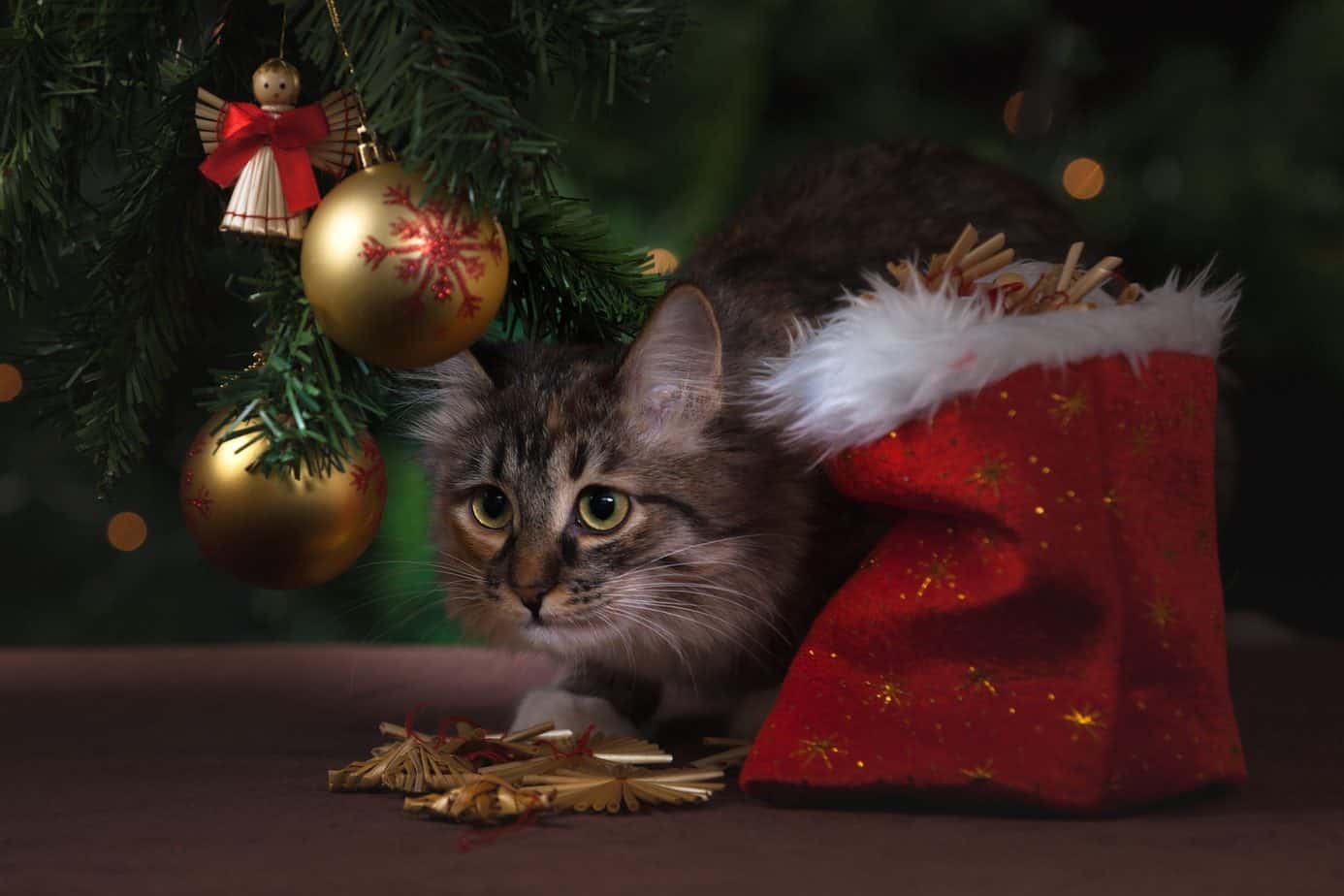 Tips on how to pet proof your Christmas tree from the International Elf Service